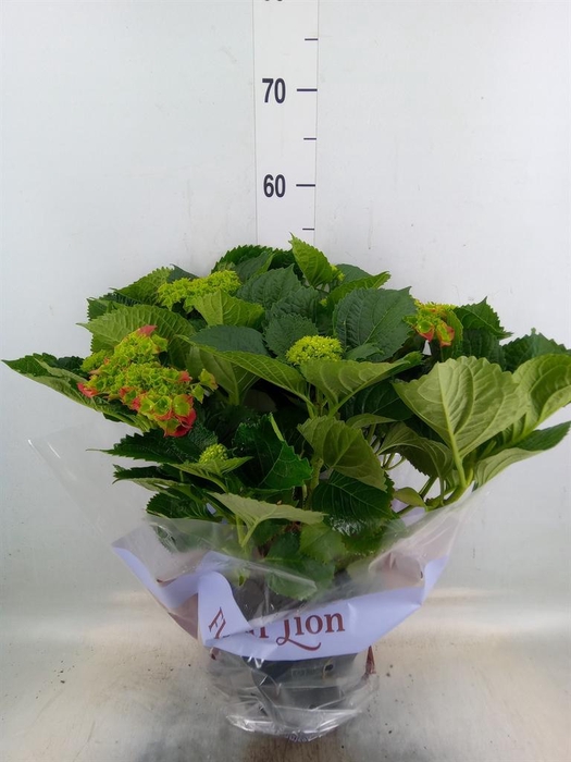 <h4>Hydrangea mac. 'Hi Fire'</h4>