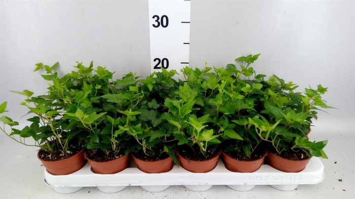 <h4>Hedera   ...green leafed</h4>