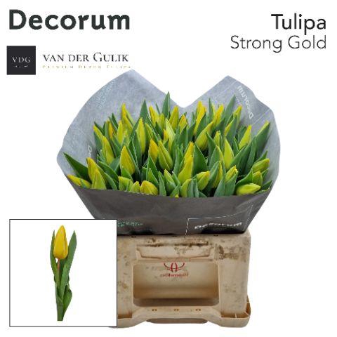 <h4>Tu En Strong Gold Strong Gold 50 Vdg Klok 1</h4>