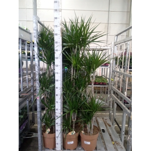 Dracaena marg.