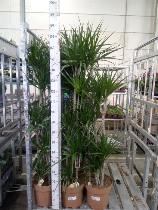 <h4>Dracaena marg.</h4>