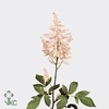 Astilbe europa