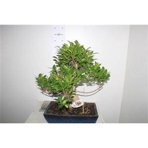 Bonsai Ficus Microcarpa