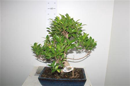 <h4>Bonsai Ficus Microcarpa</h4>