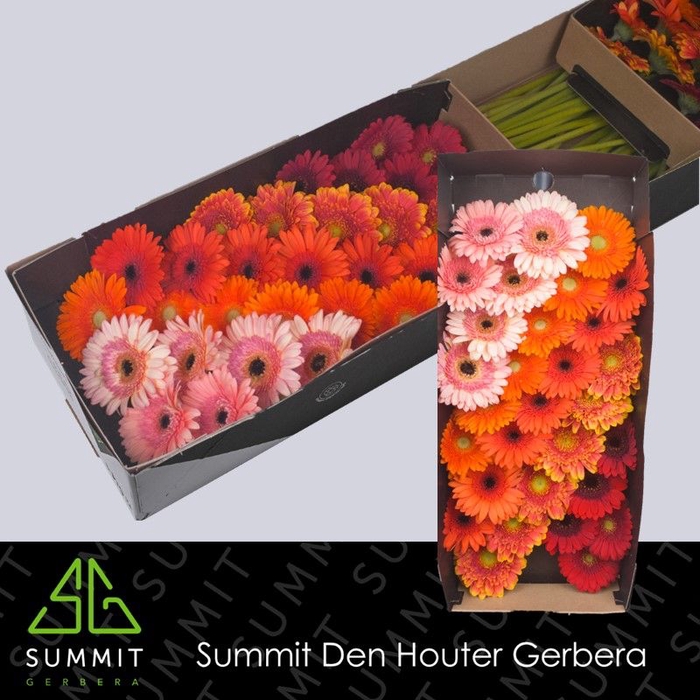 <h4>Germini Mix Autumn Doos</h4>