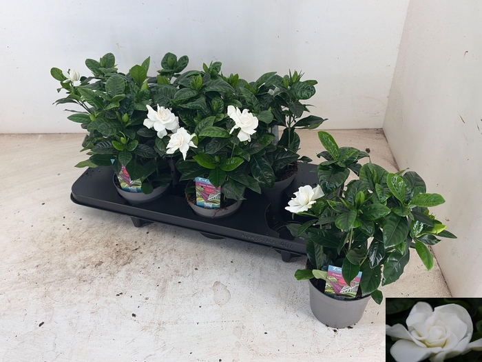 <h4>GARDENIA JASMINOIDES</h4>