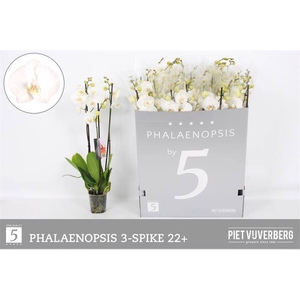 Phal Ov Wit