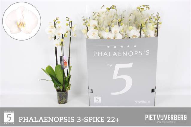 <h4>Phal Ov Wit</h4>
