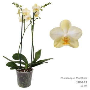 Phal. Multiflora 