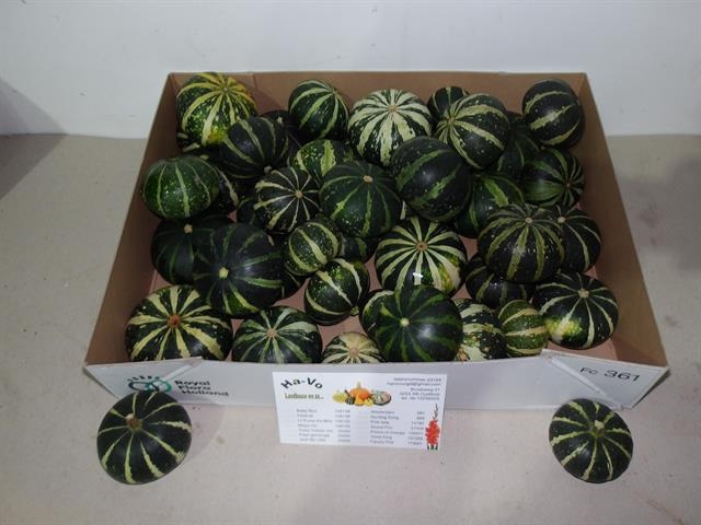 <h4>CUCURBITA GREEN</h4>