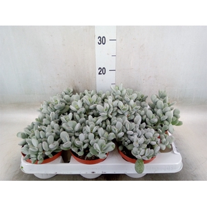 Cotyledon  'Coral'