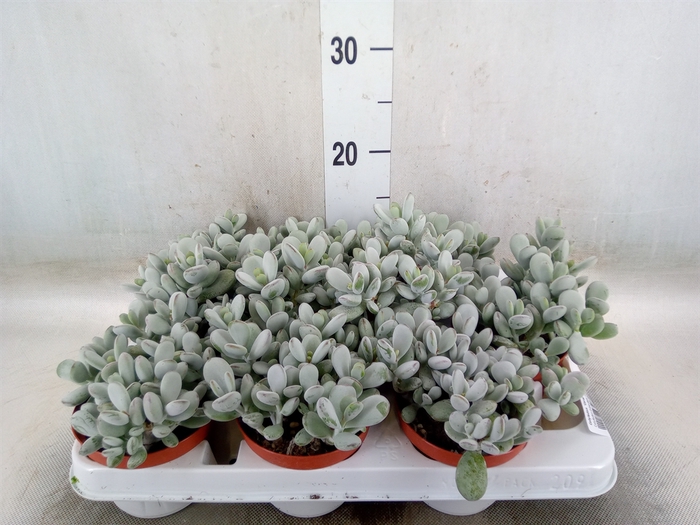 <h4>Cotyledon  'Coral'</h4>