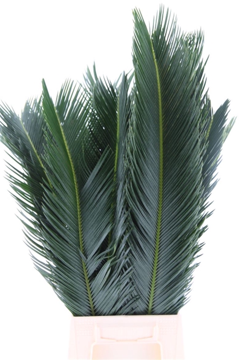 <h4>Cycas Revoluta</h4>