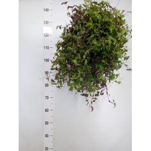 Tradescantia multiflora