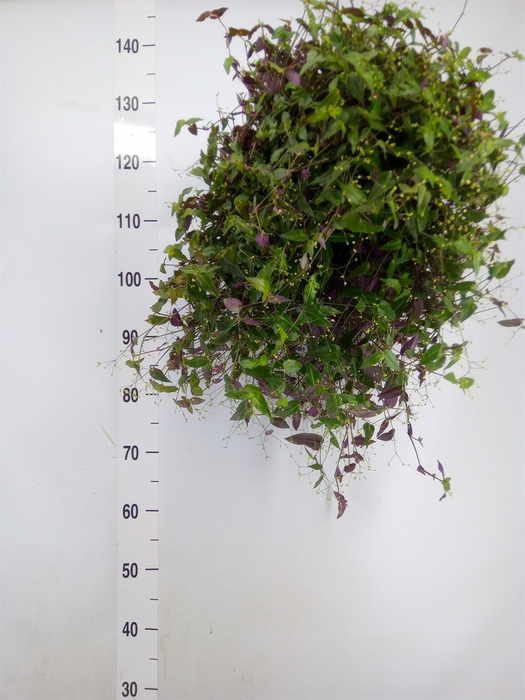 <h4>Tradescantia multiflora</h4>