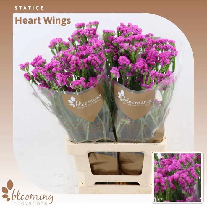 <h4>Statice Heart Wings</h4>