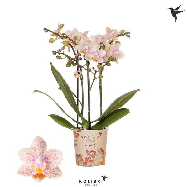 <h4>Kolibri Orchids Phalaenopsis Ivoorkust 3 spike</h4>