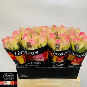 R GR BRIGITTE BARDOT ANGEBOT
