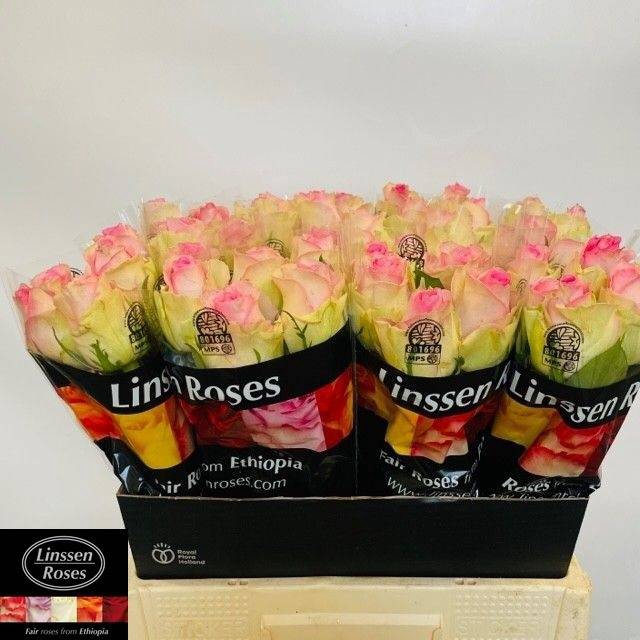 <h4>R GR BRIGITTE BARDOT ANGEBOT</h4>