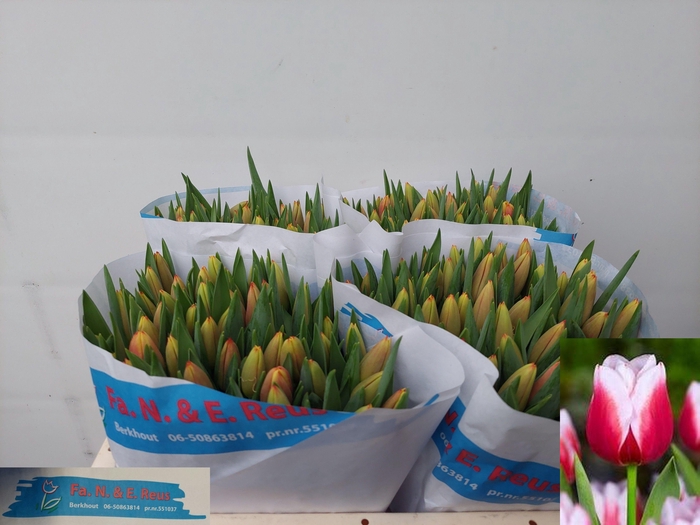 <h4>TU EN LEEN VD MARK</h4>