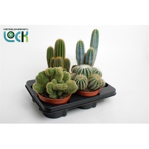 Cactus gemengd 3 soorten