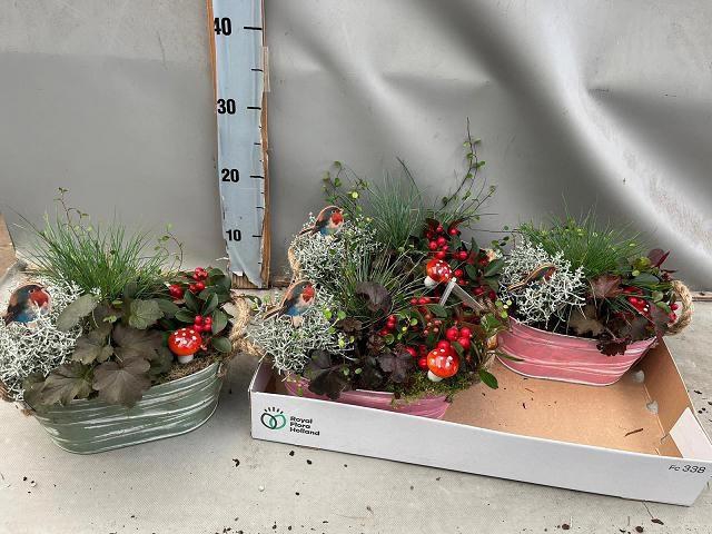 <h4>ARR TUINPLANTEN</h4>