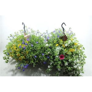 Hanging Basket