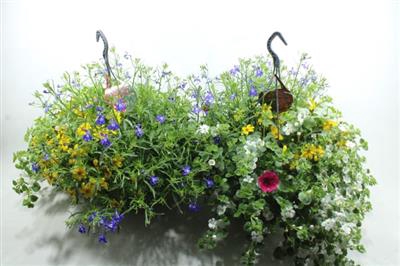 <h4>Hanging Basket</h4>