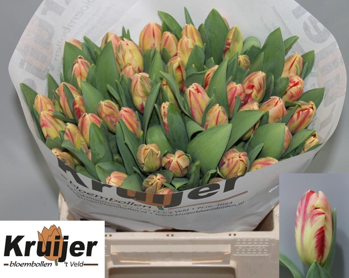 <h4>TU PA FLAMING ART</h4>