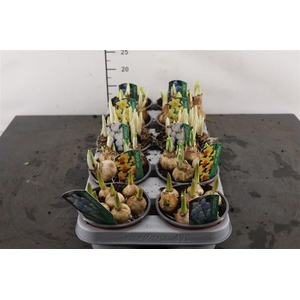B Bolbloemen 12 Cm. P. Gemengd