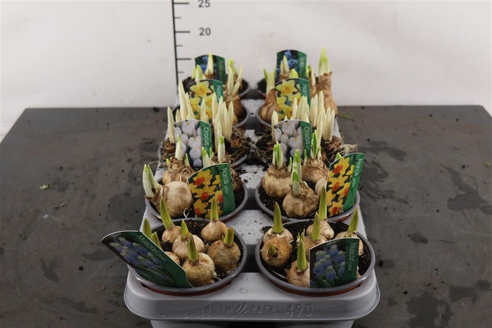 <h4>B Bolbloemen 12 Cm. P. Gemengd</h4>