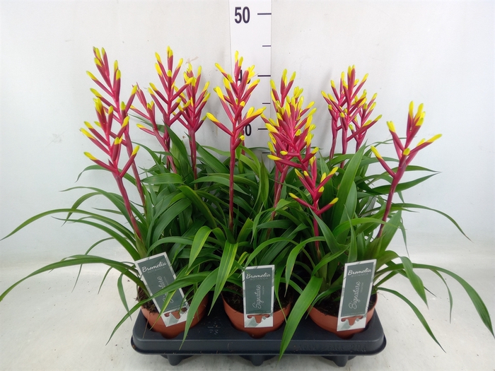 <h4>Guzmania  'Misty'</h4>