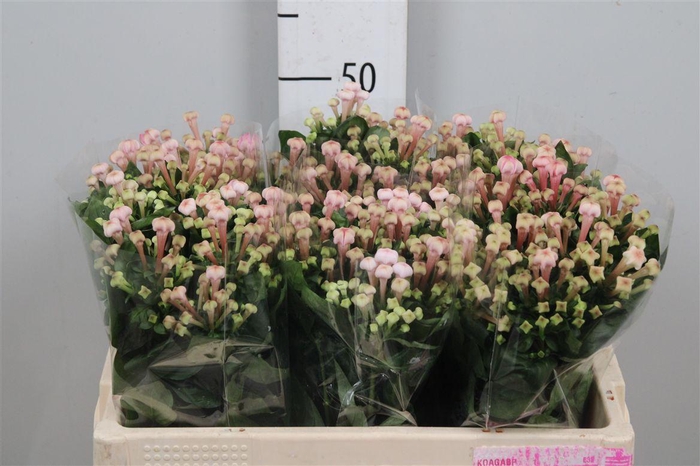 <h4>Bou En Sweet Jewel</h4>