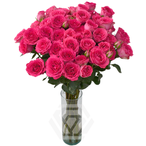R TR BELLALINDA CERISE Tessa