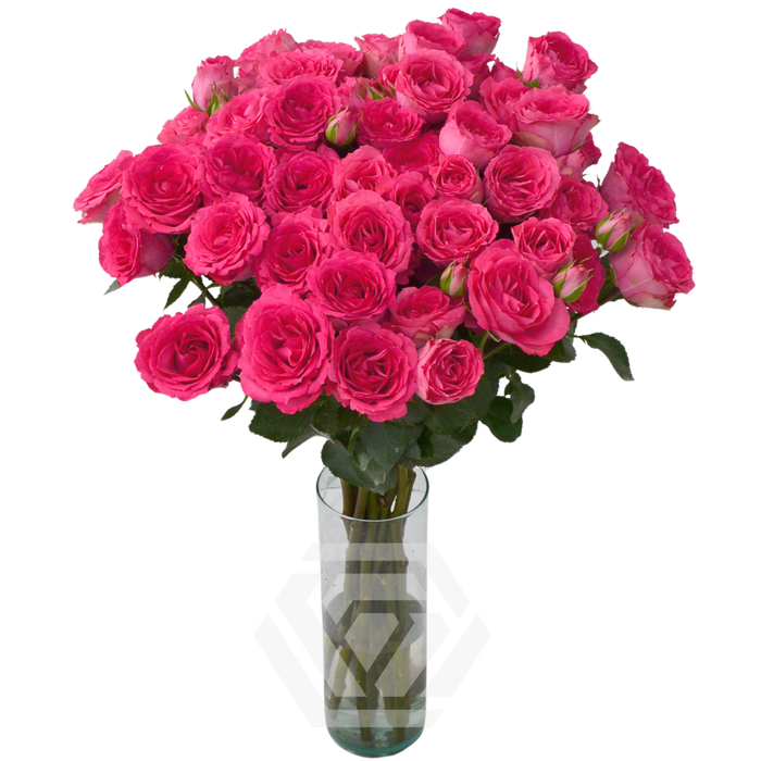 R TR BELLALINDA CERISE Tessa
