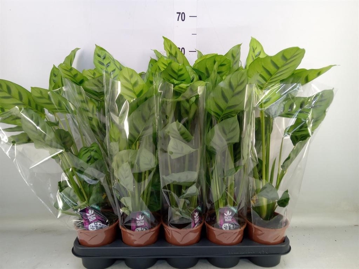 <h4>Calathea leopardina</h4>