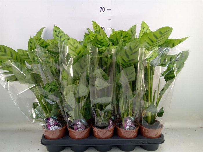 <h4>Calathea leopardina</h4>