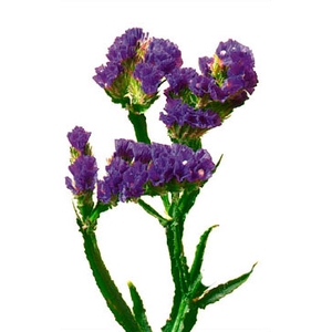 STATICE 080 CM ROXO
