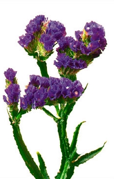 <h4>STATICE 080 CM ROXO</h4>