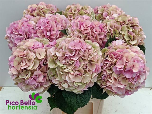 <h4>HYDR M MY VIENNA CL</h4>