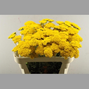 Achillea Parker
