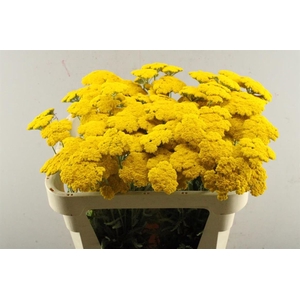 Achillea Parker