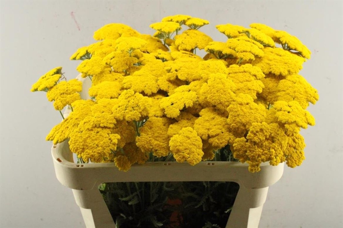 <h4>Achillea Parker</h4>