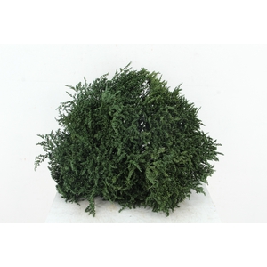 DF Gonio Tat. Bs Olive Green Bs 15pc