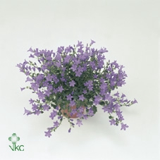 Campanula porten. 'Get Mee'
