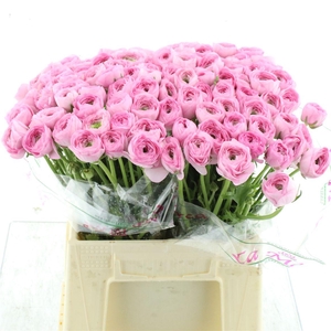 Ran Su Sr Rosa 416 Extra