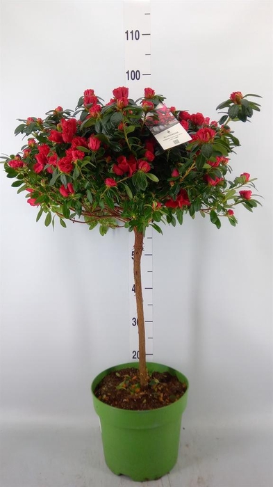 <h4>Rhododendron sim. 'Otto'</h4>