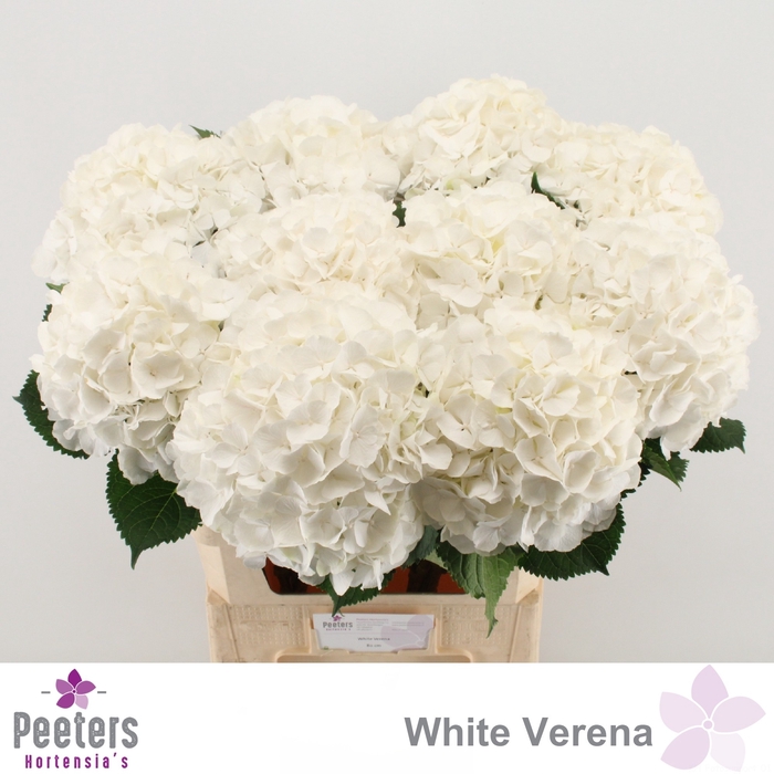 <h4>HYDR M CH WHI VERENA</h4>