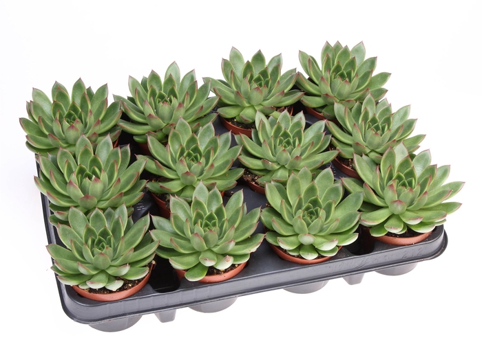 <h4>Echeveria   ...</h4>