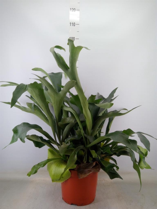 <h4>Platycerium bifurc.</h4>